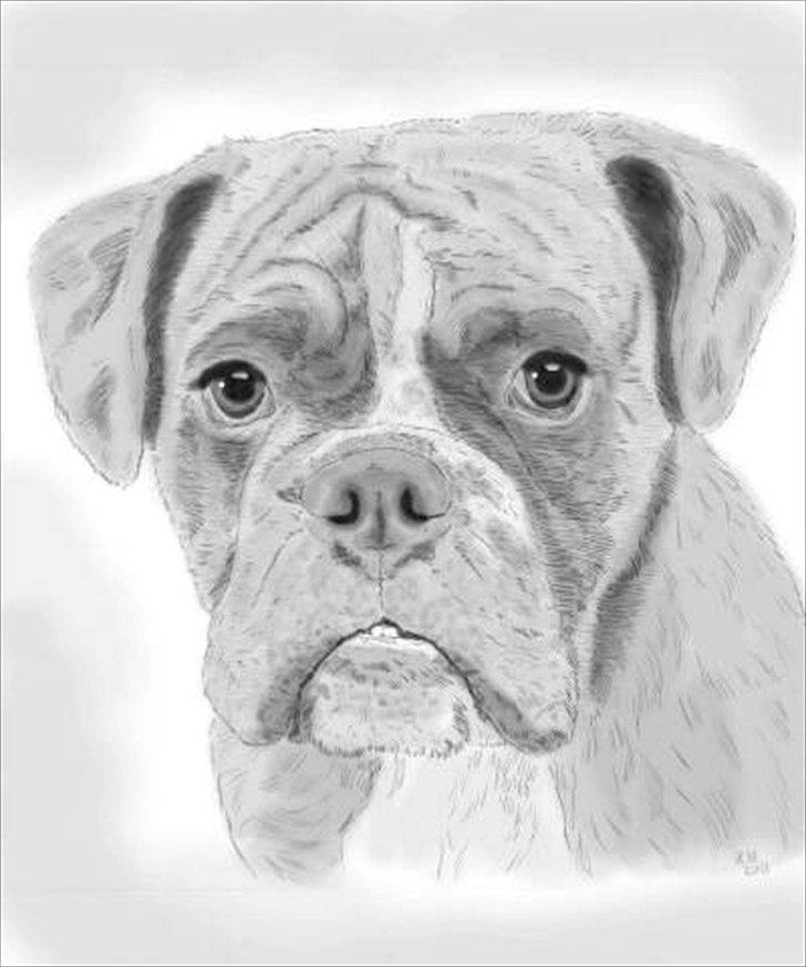 Olde english bulldogge Ferdinand billede 20