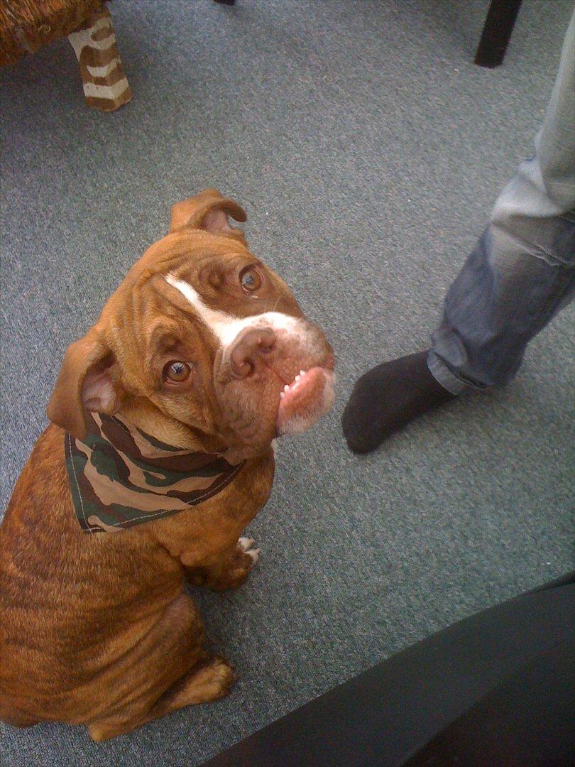 Olde english bulldogge Ferdinand billede 17