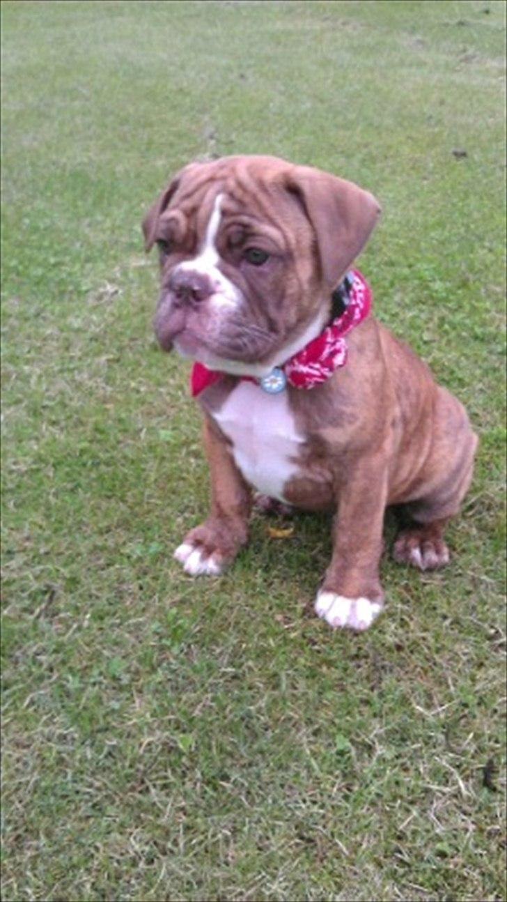 Olde english bulldogge Ferdinand billede 5