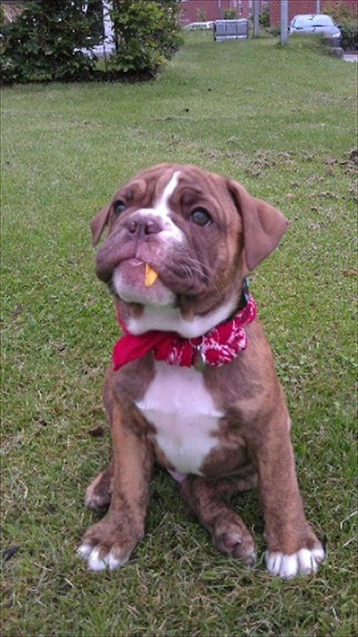Olde english bulldogge Ferdinand billede 6