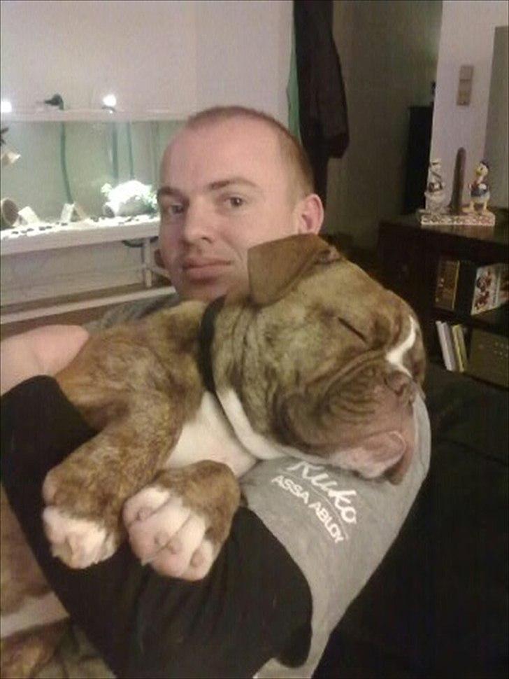 Olde english bulldogge Ferdinand billede 18