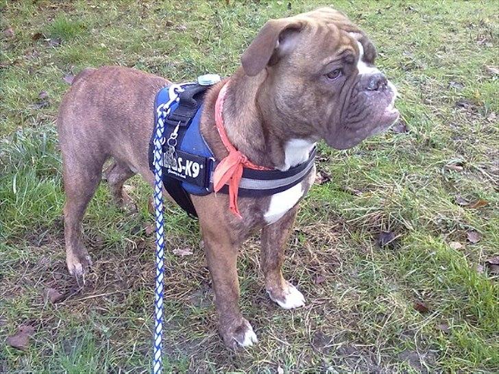 Olde english bulldogge Ferdinand billede 19