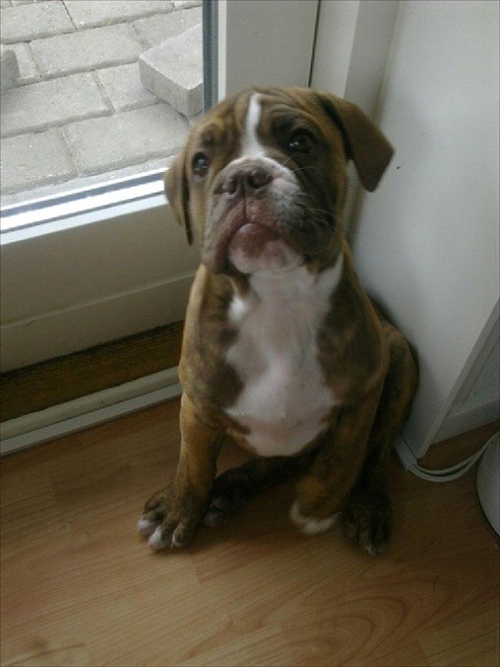 Olde english bulldogge Ferdinand billede 9