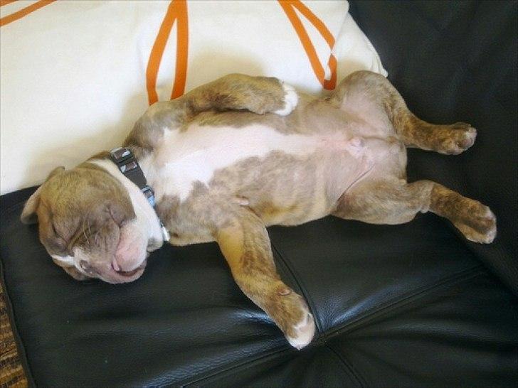 Olde english bulldogge Ferdinand billede 8