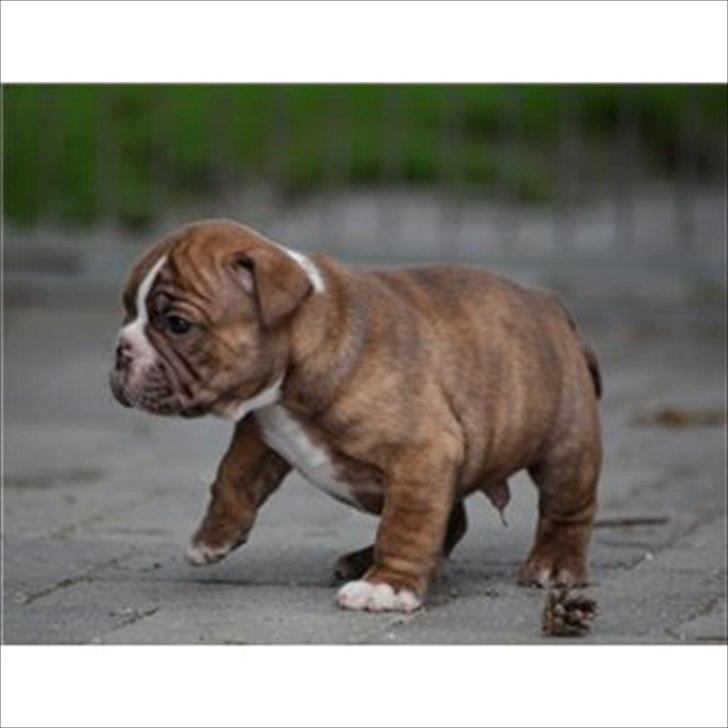 Olde english bulldogge Ferdinand billede 2