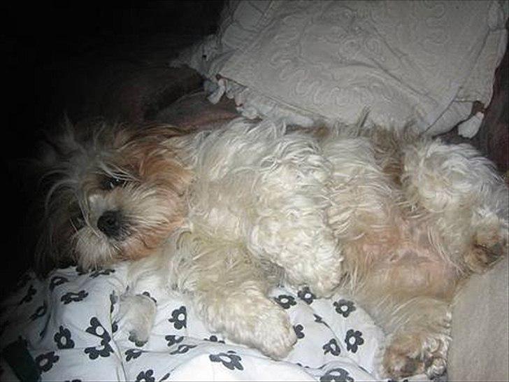 Shih tzu Ronja - Ronja er en nusse gøj der elsker at lægge på siden eller ryggen. sådan sover hun faktisk også tit. billede 10