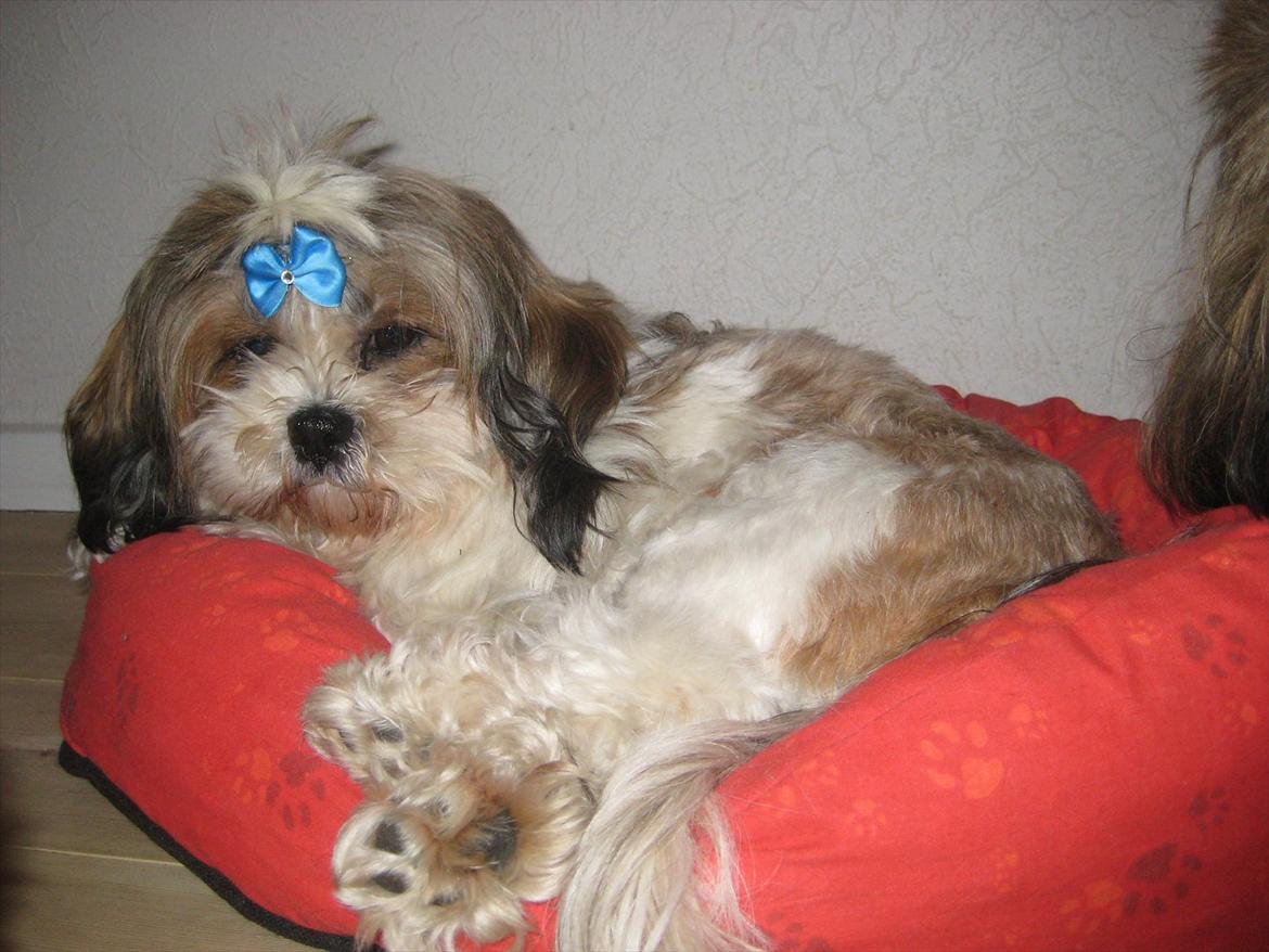 Shih tzu Ronja - Her lægger Ronja faktisk helt normalt. Det er sjældent! billede 18