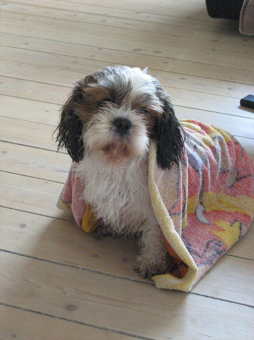 Shih tzu Ronja - Ronja lige efter et bad. Ej hvor er hun sur når hun er blevet badet!. billede 9