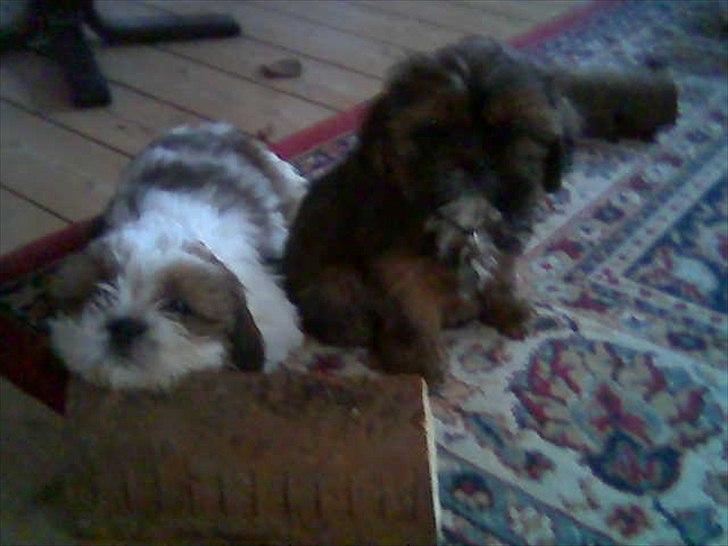 Shih tzu Ronja - Så tager vi lige en slapper sammen med søsteren Tøzen billede 6