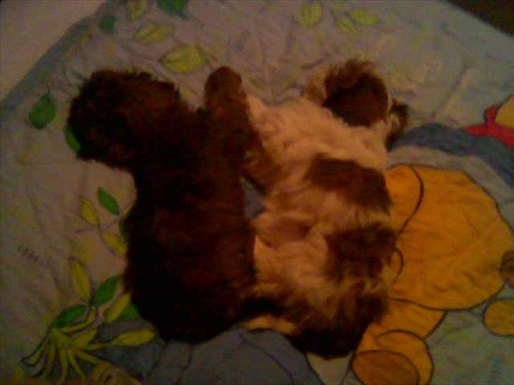 Shih tzu Ronja - Dengang jeg var lille lagde jeg bare altid helt ligesom min søster! -Tøzen billede 3