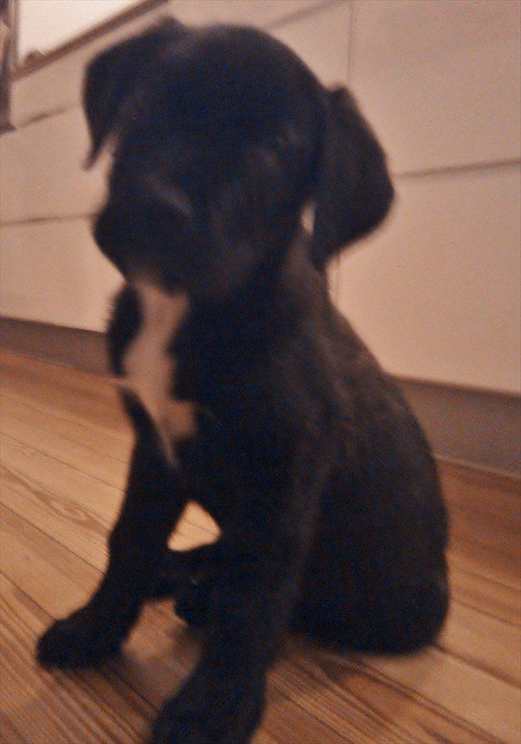 Blanding af racer *Teco* Dogo canario/Labrador  billede 2