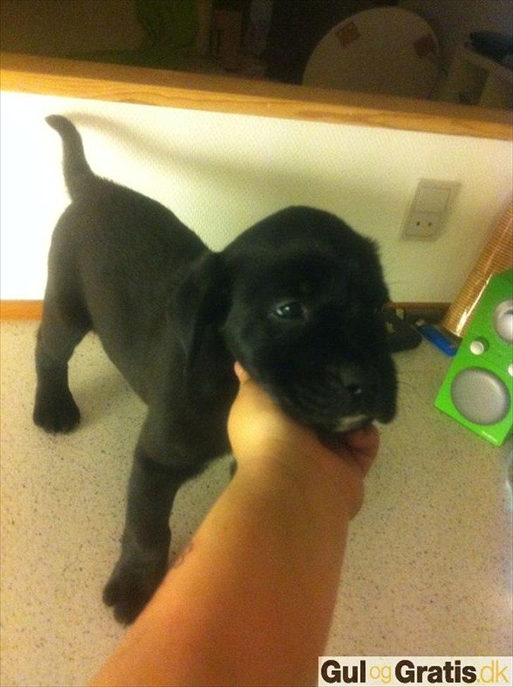 Blanding af racer *Teco* Dogo canario/Labrador  billede 3