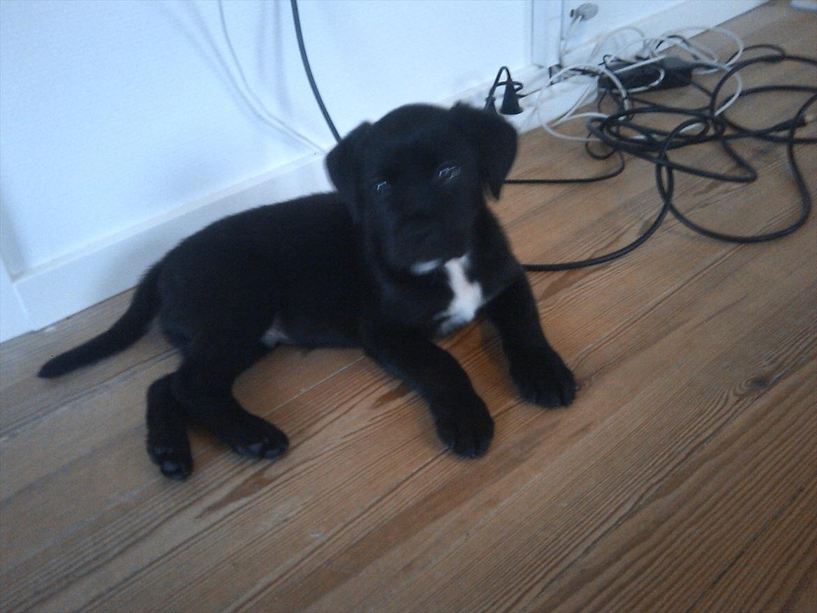 Blanding af racer *Teco* Dogo canario/Labrador  billede 4