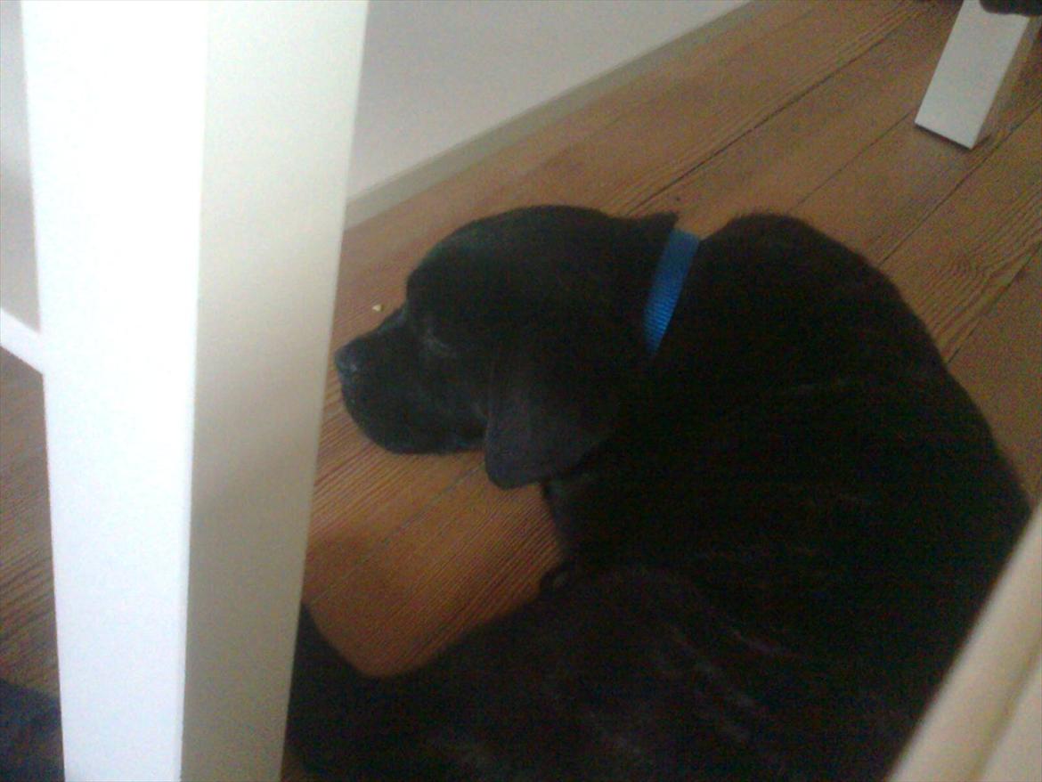 Blanding af racer *Teco* Dogo canario/Labrador  billede 5