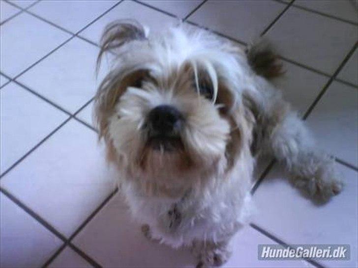Shih tzu Ronja - Ronjas jeg vil have en godbid's udtryk, den er ikke til at gå fejl af. billede 11