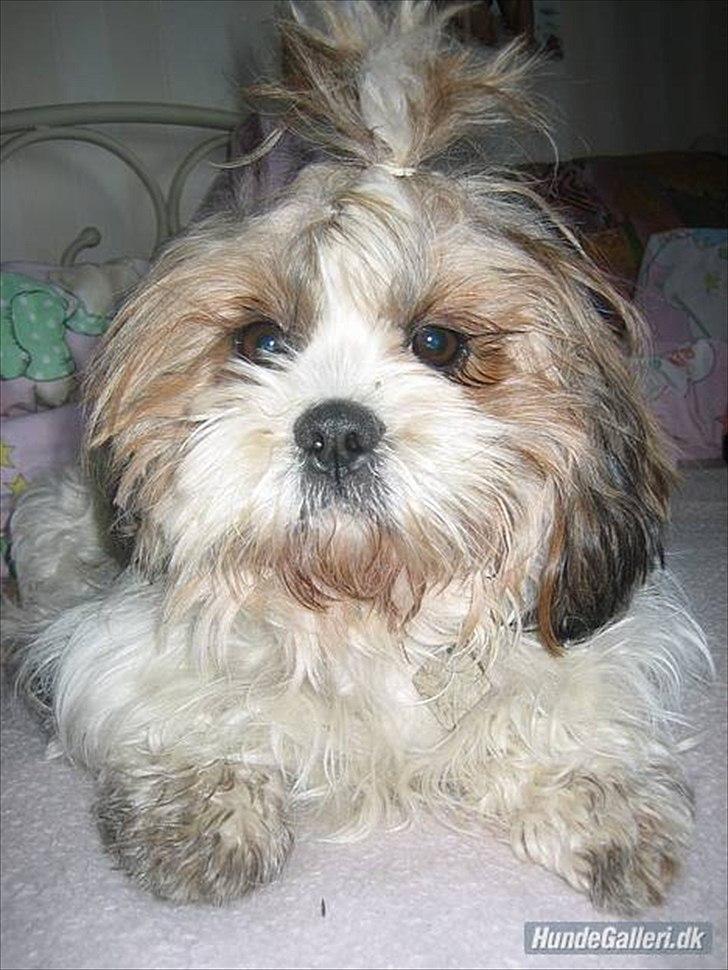 Shih tzu Ronja - Ronja i sengen. Fy ha! -men et rigtigt godt billede. billede 16