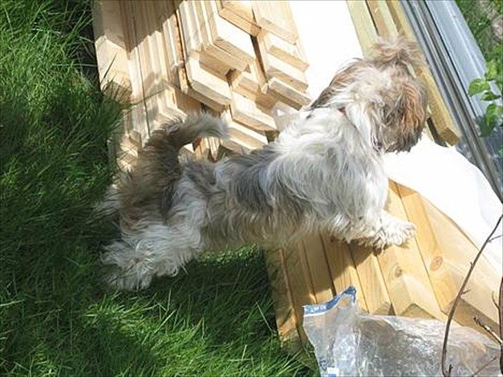 Shih tzu Ronja - Her kan man rigtig se ronja's pletter. I hendes mere nysgerrige hjørne billede 19