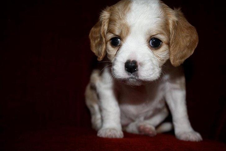 Blanding af racer Flykra billede 1