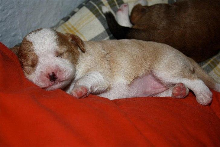 Blanding af racer Flykra billede 2