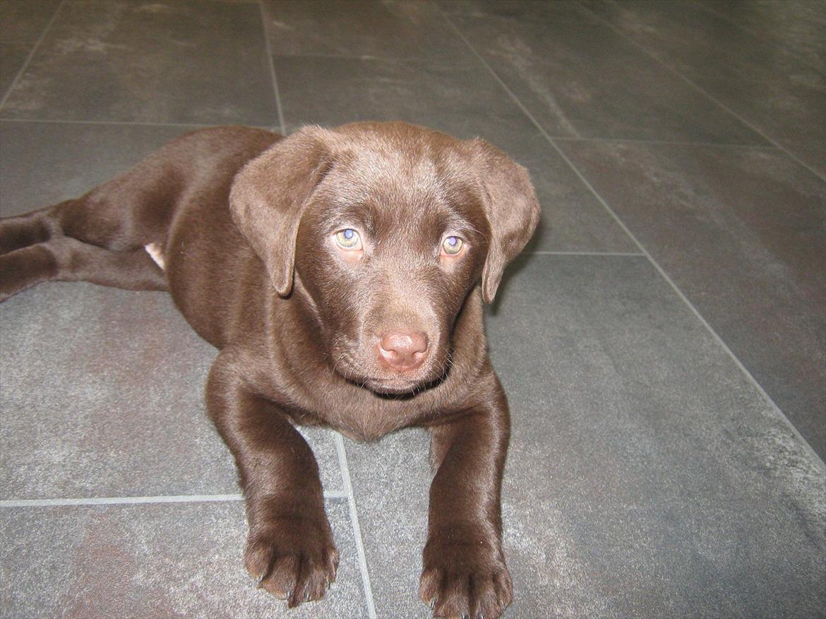 Labrador retriever Cocio billede 4