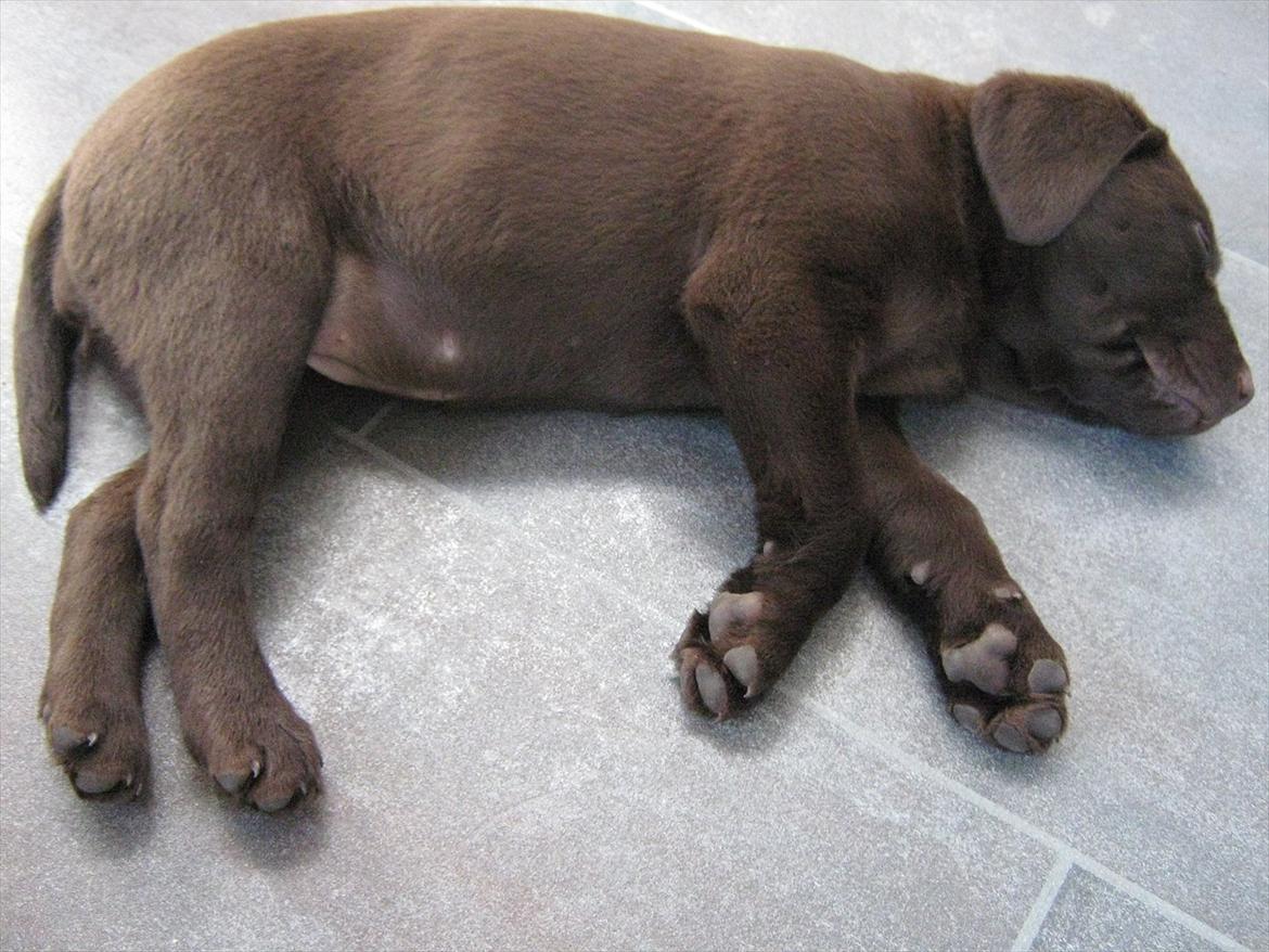 Labrador retriever Cocio billede 7