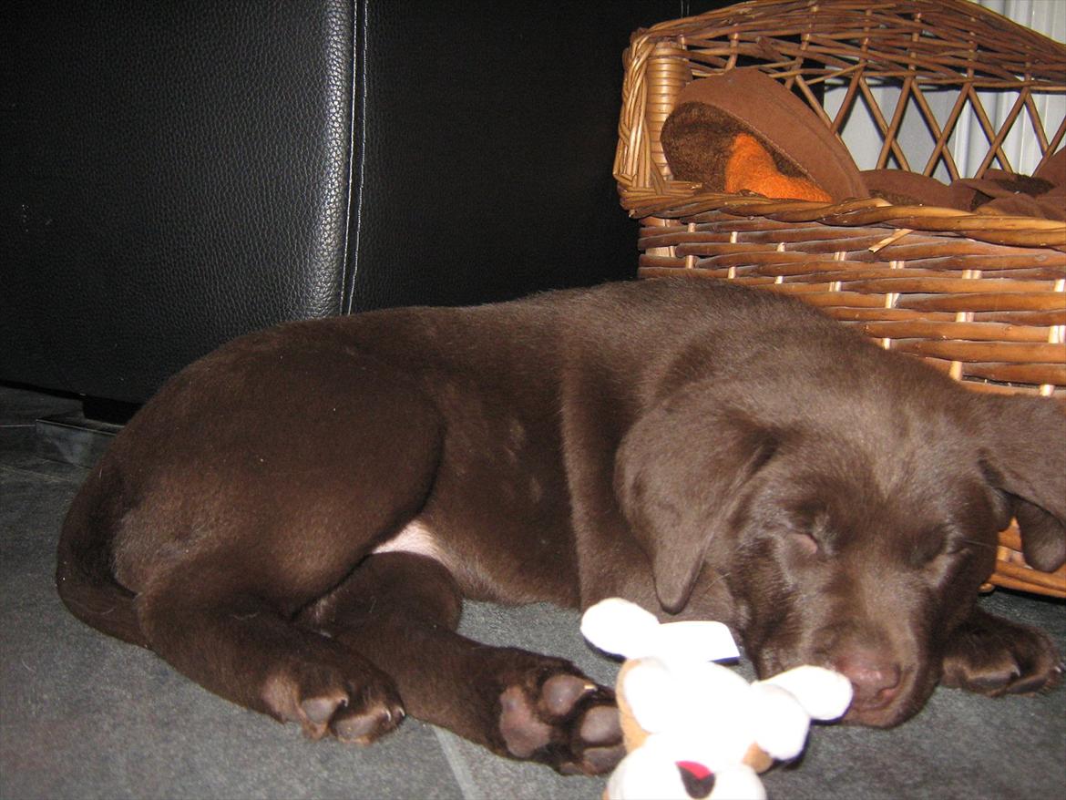 Labrador retriever Cocio billede 10