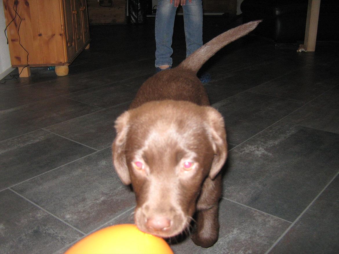 Labrador retriever Cocio billede 11