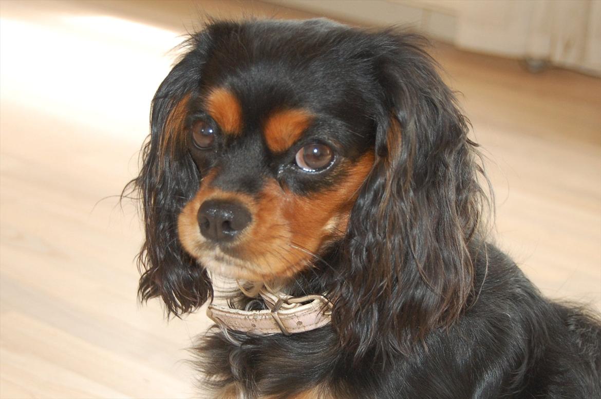 Cavalier king charles spaniel Lulu billede 1