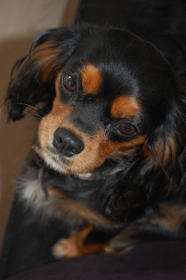 Cavalier king charles spaniel Lulu billede 17
