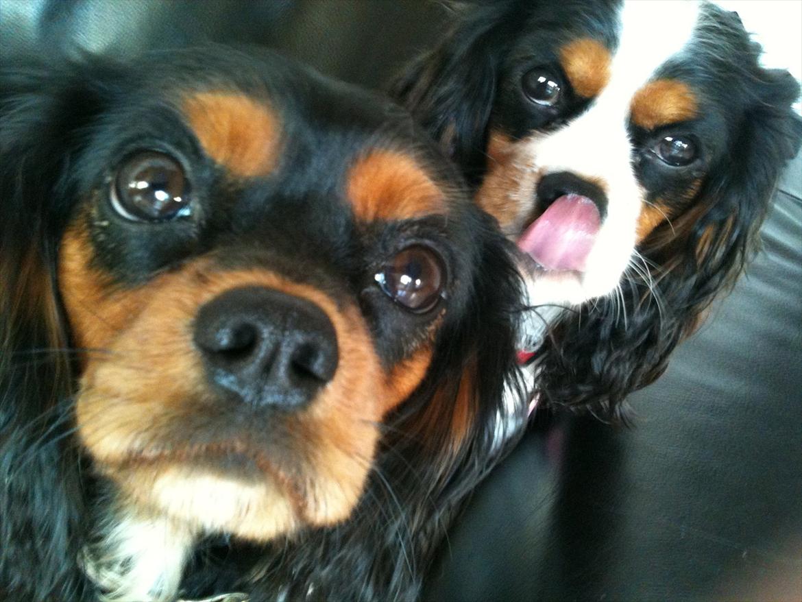 Cavalier king charles spaniel Lulu billede 18