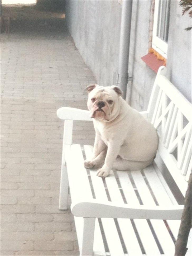 Engelsk bulldog Ida billede 10