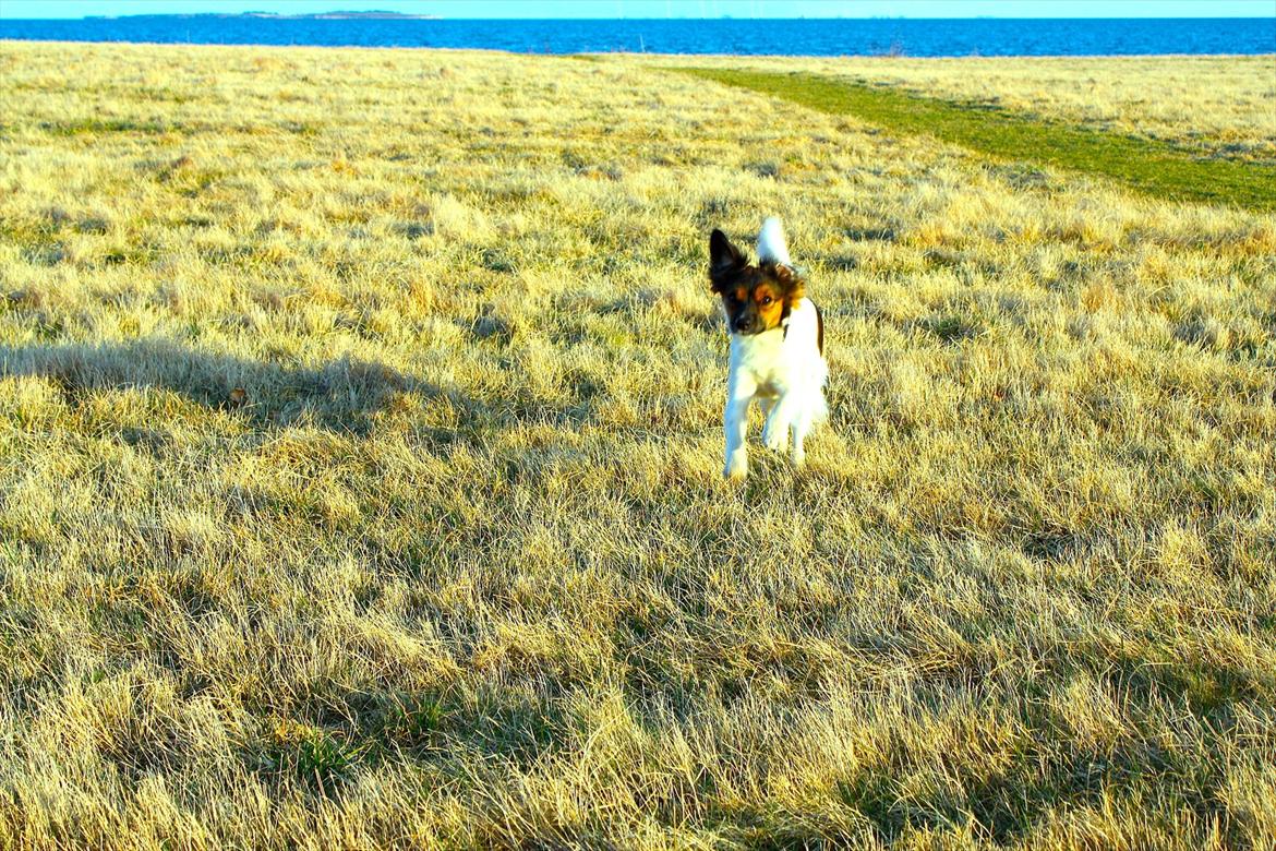Blanding af racer Emma - Det jeg elsker allermest ved at være i sommerhuset er de laaaange ture! billede 12