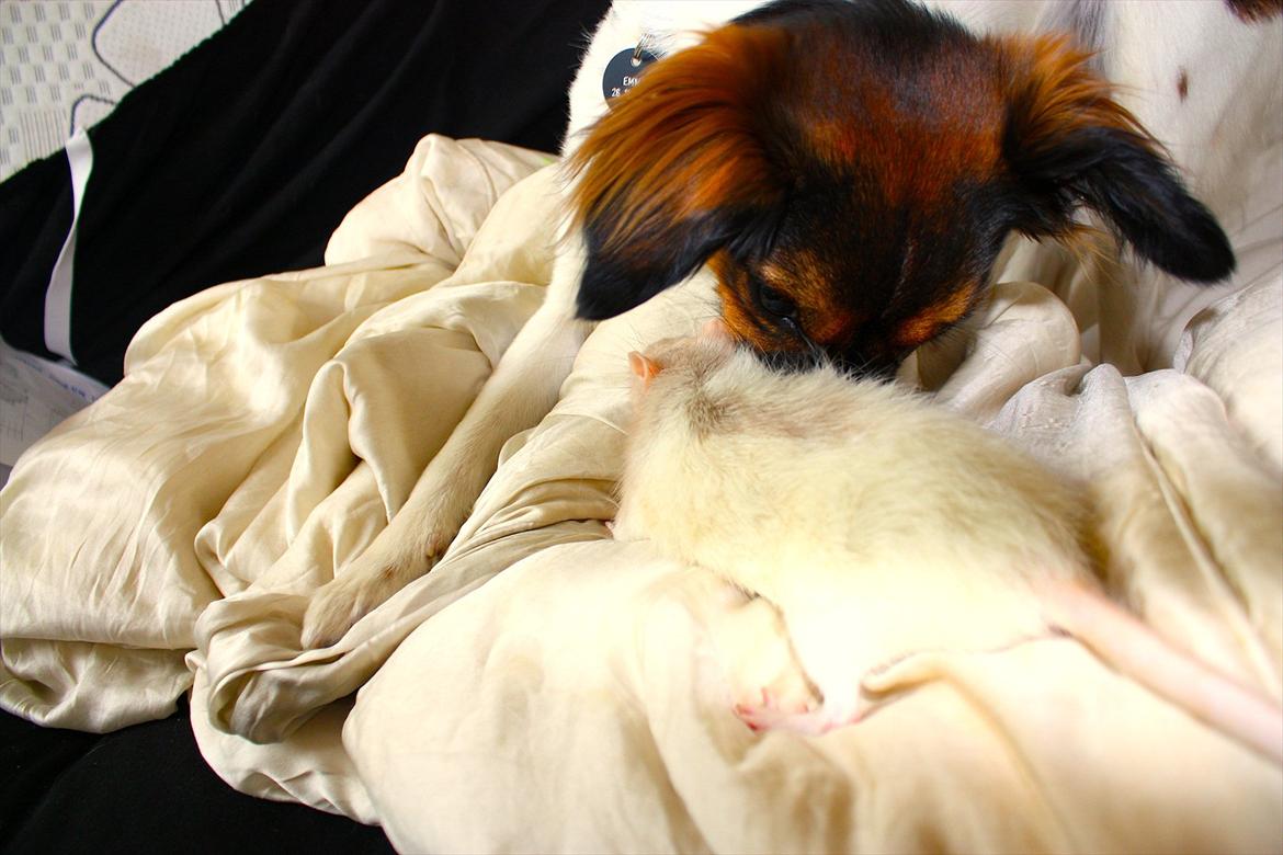 Blanding af racer Emma - Normalt er jeg altså en dræber, men jeg har et blødt punkt, når det kommer til "brormand" Judas - og det selvom han er en rotte!  billede 6