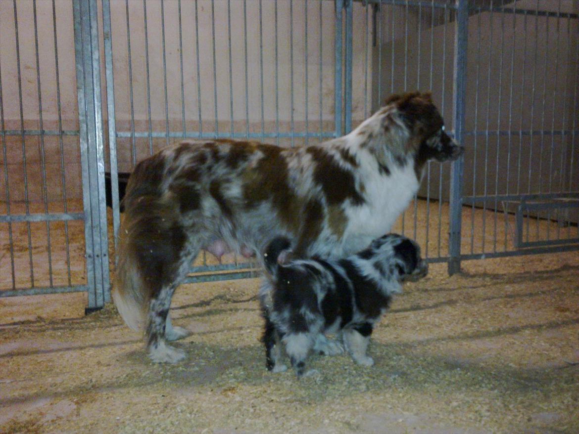 Australian shepherd Godrumgaard´s Jason - Næsten 5 uger gammel og sammen med sin mor. billede 12