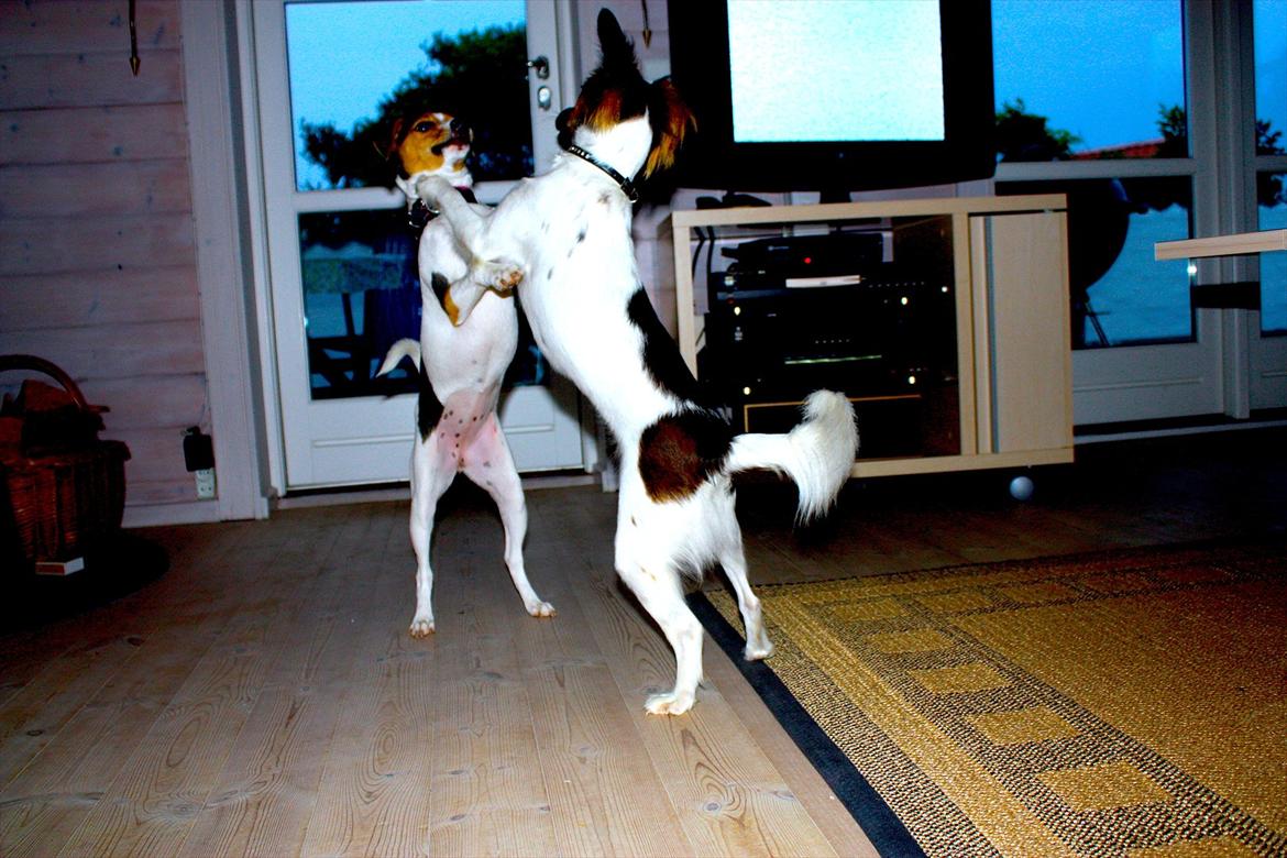 Blanding af racer Emma - Jeg ved, jeg vinder!  billede 16