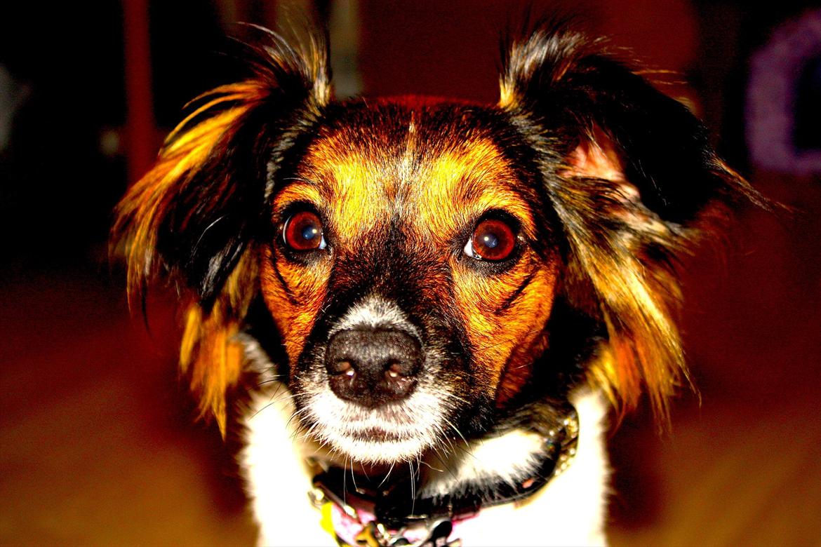 Blanding af racer Emma - Jeg har fundet ud af, jeg får godbidder når jeg stirrer ind i kameraet! billede 14