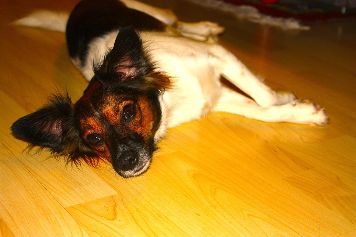 Blanding af racer Emma - Åhhh, jeg er så træt. Gå væk! billede 18