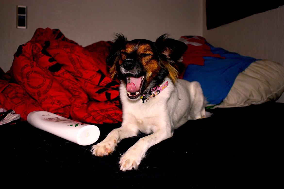 Blanding af racer Emma - Mmm, godnat. Mor er altså forvirret. Hun prøver at sende mig ned og ligge på en pude.. På GULVET? Næh, der kan hun selv ligge billede 20