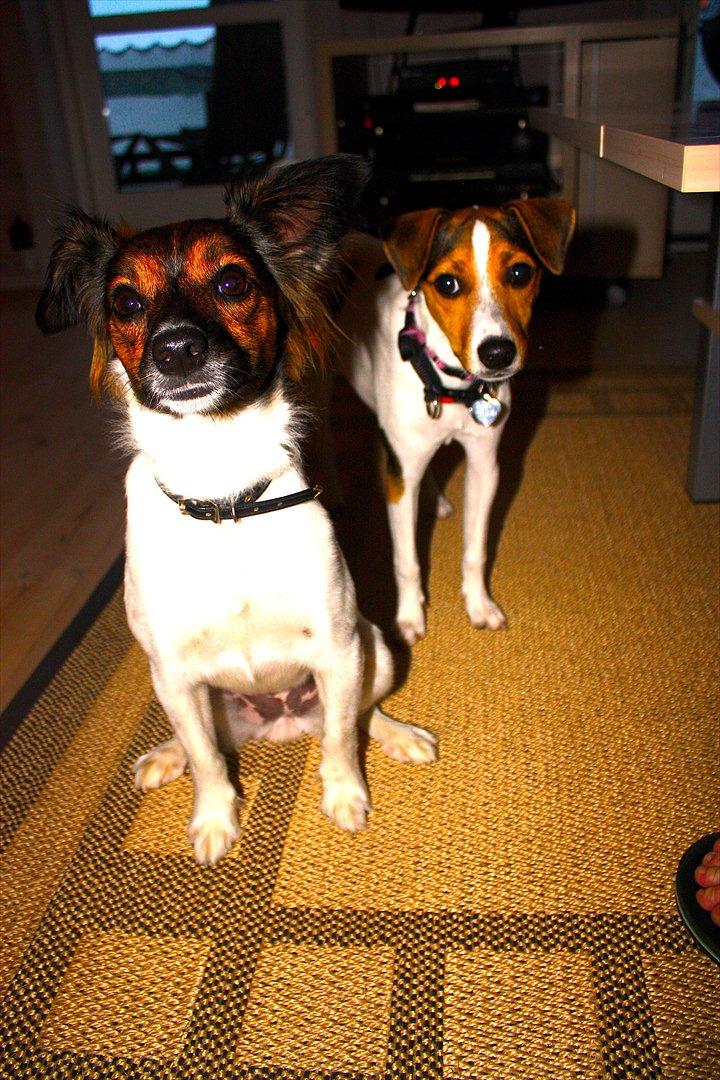 Blanding af racer Emma - Hey, nu er det altså spisetid! Hvorfor sidder du bare der? Mad! billede 17