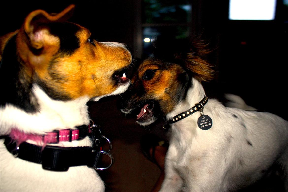 Blanding af racer Emma - Det her er min allerbedsteste veninde, Gorda. Hun forstår ikke så meget, men mor siger, det er fordi hun ikke er så gammel endnu billede 15