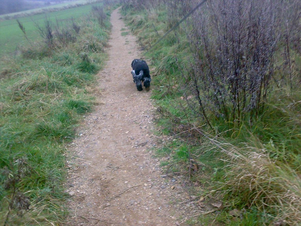 Cocker spaniel safir of mombasa. - her er stien vi går tur på billede 17