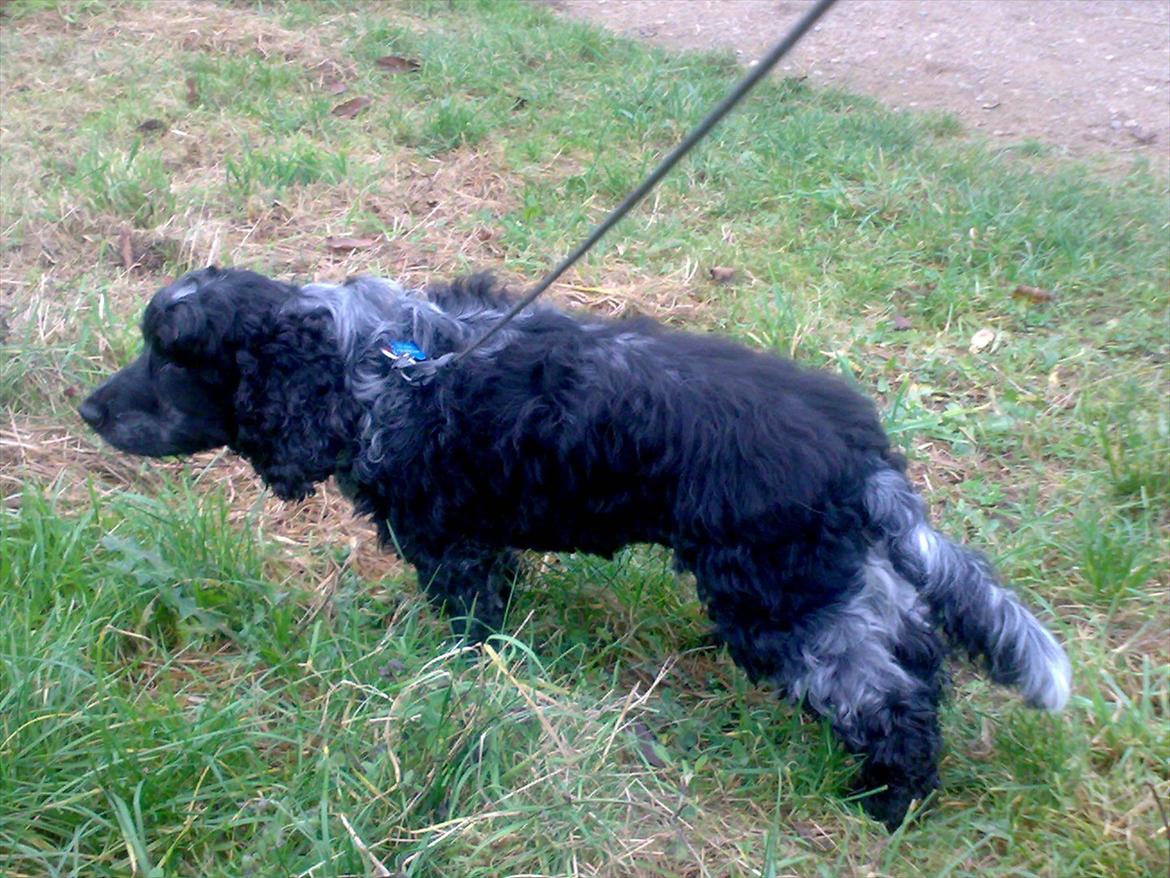 Cocker spaniel safir of mombasa. - ja, det er så mig, momse
så blev jeg 5 år. billede 18