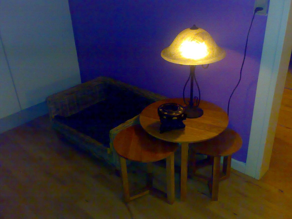 Cocker spaniel safir of mombasa. - her er mit nye sovehjørne. billede 19