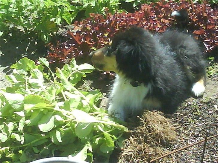 Collie langhåret Baloo billede 13