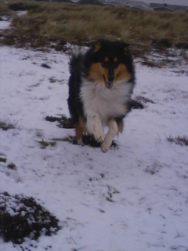 Collie langhåret Baloo billede 14
