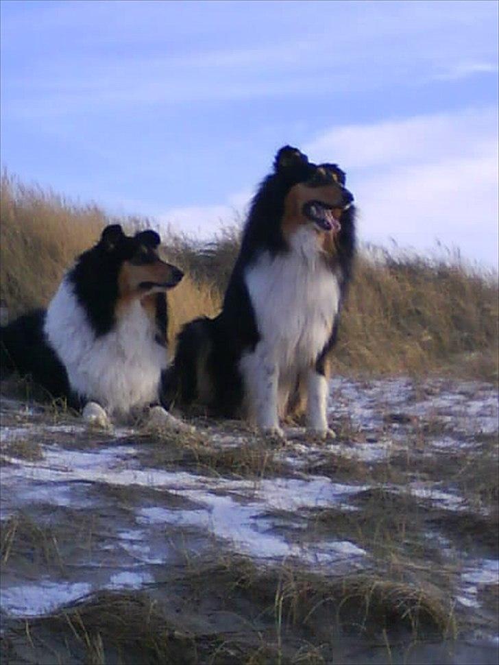 Collie langhåret Baloo billede 15