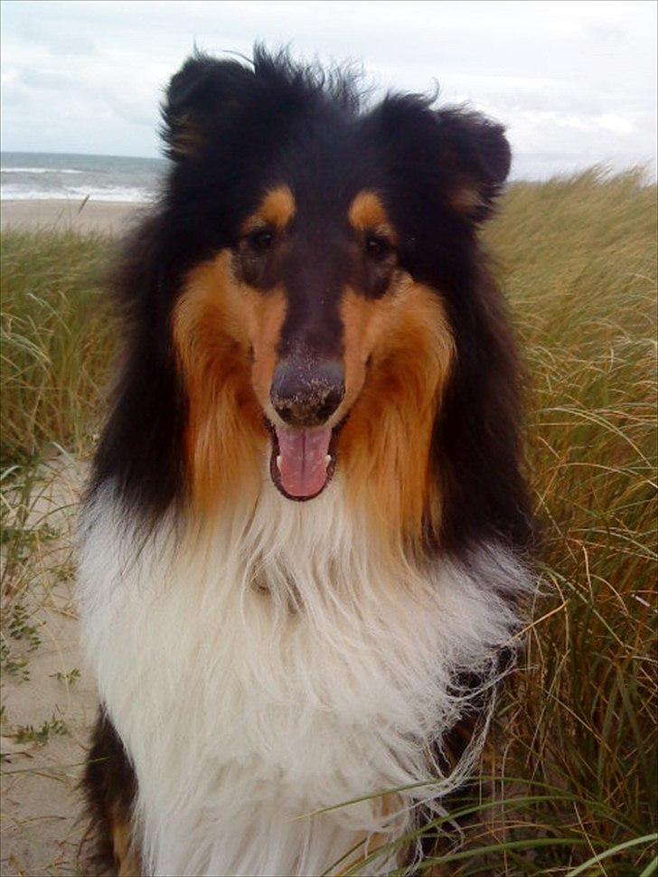 Collie langhåret Baloo billede 1