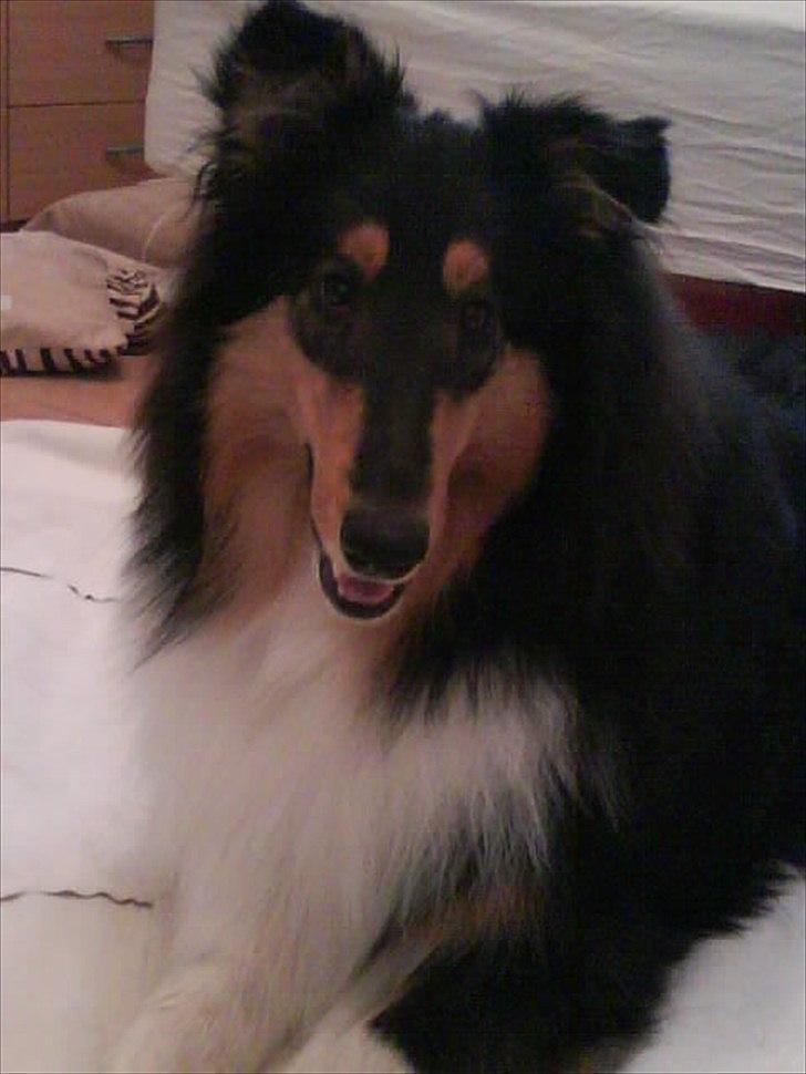 Collie langhåret Baloo billede 16