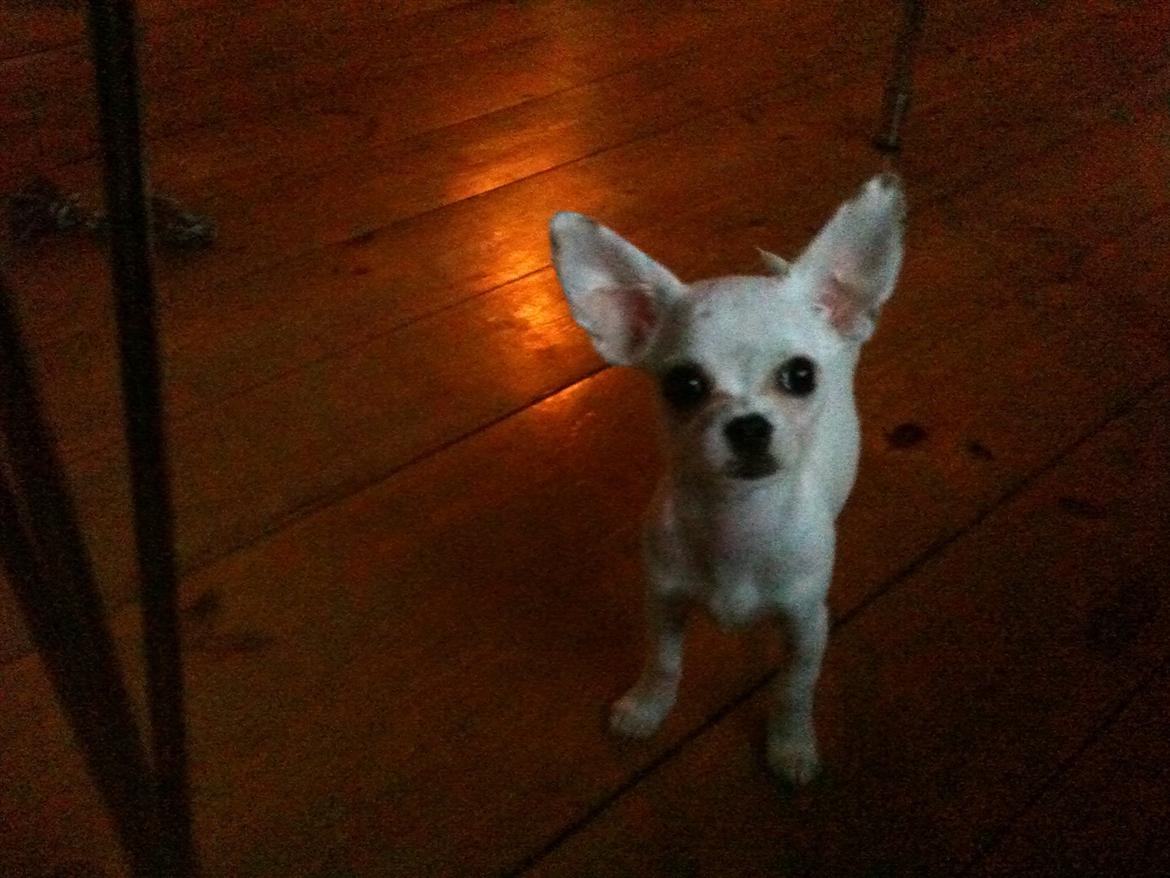 Chihuahua bellis billede 1