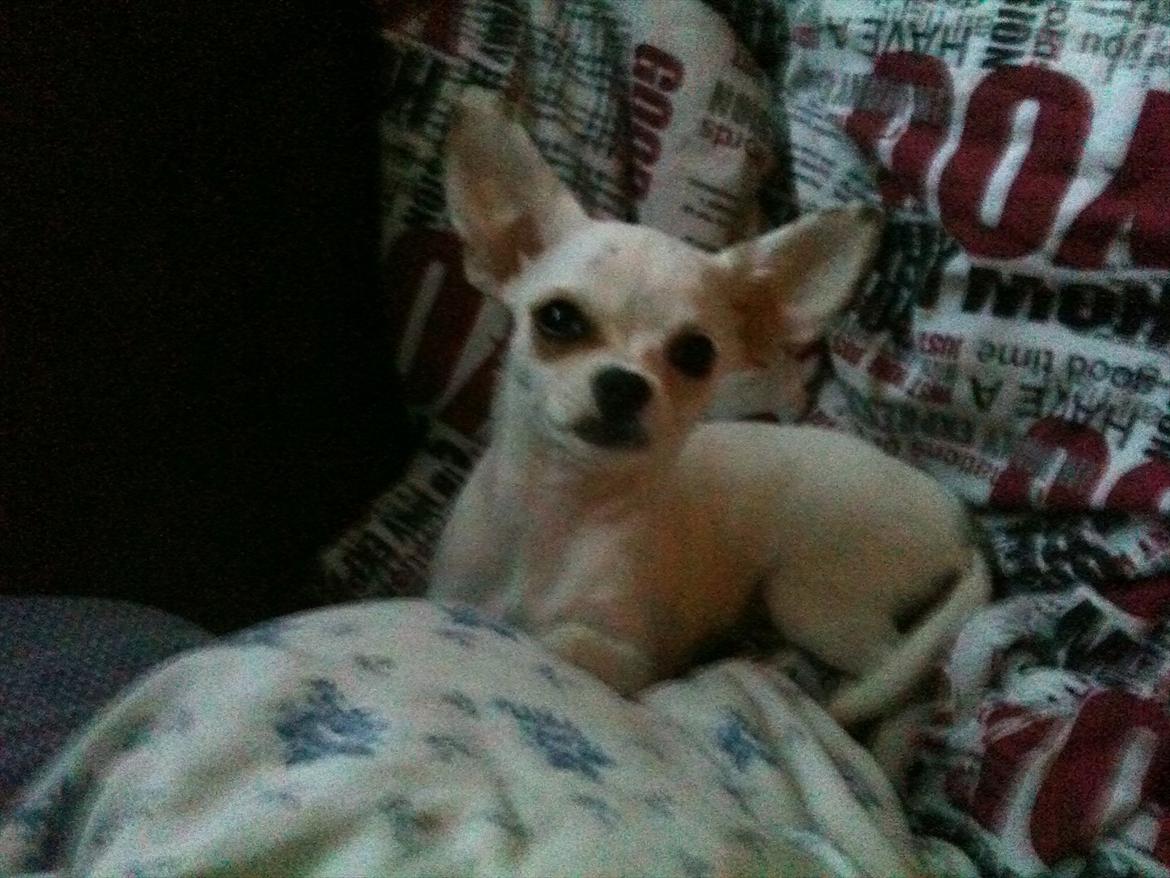 Chihuahua bellis billede 2